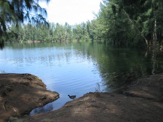 Davie's Sunny Lake Park, habitat, preservation area
